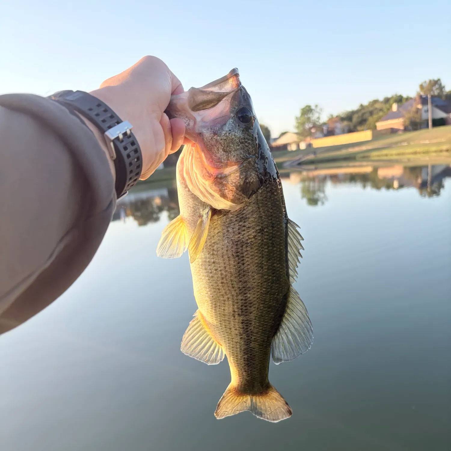 Largemouth bass caught on Fishbrain