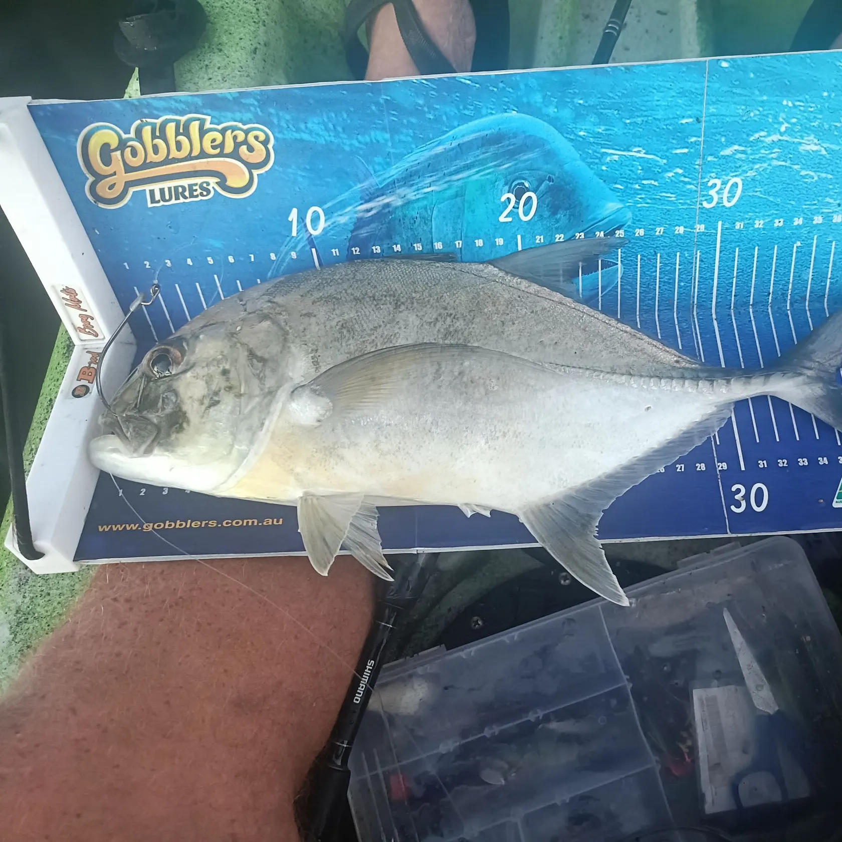 The most recent Giant trevally catches on Fishbrain