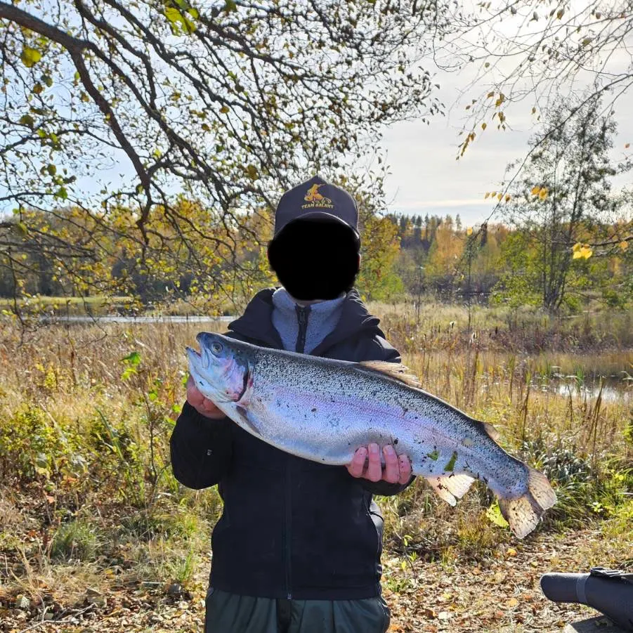 Rainbow trout caught on Fishbrain
