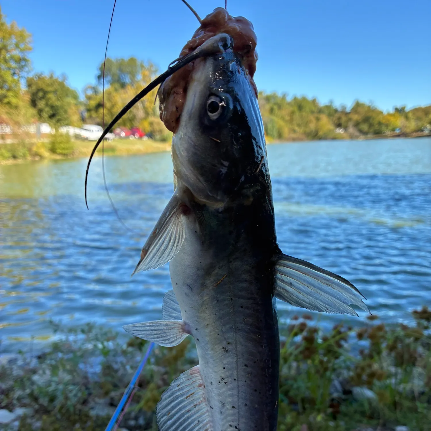 Channel catfish caught on Fishbrain