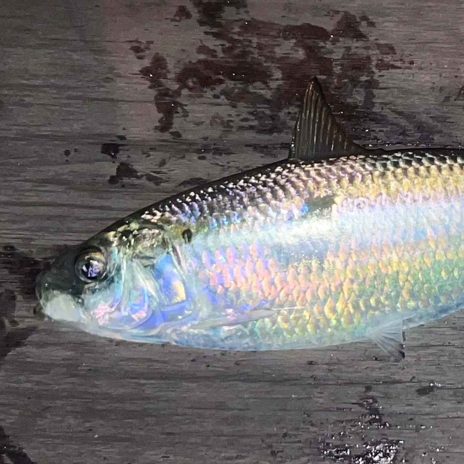 Pacific herring caught on Fishbrain