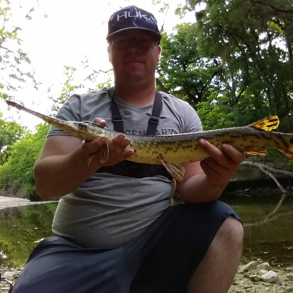 The most popular recent Longnose gar catch on Fishbrain