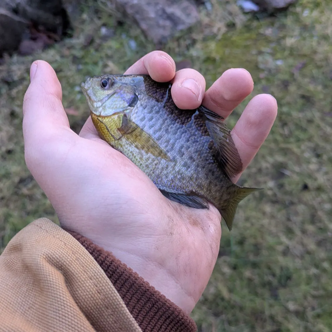 The most recent Bluegill catches on Fishbrain