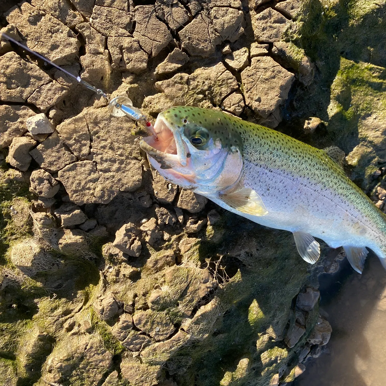 Rainbow trout caught on Fishbrain