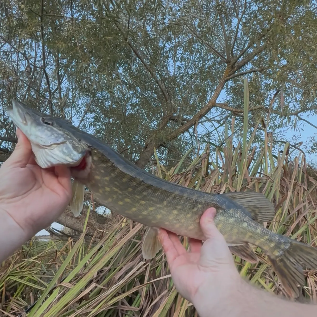 Northern pike caught on Fishbrain