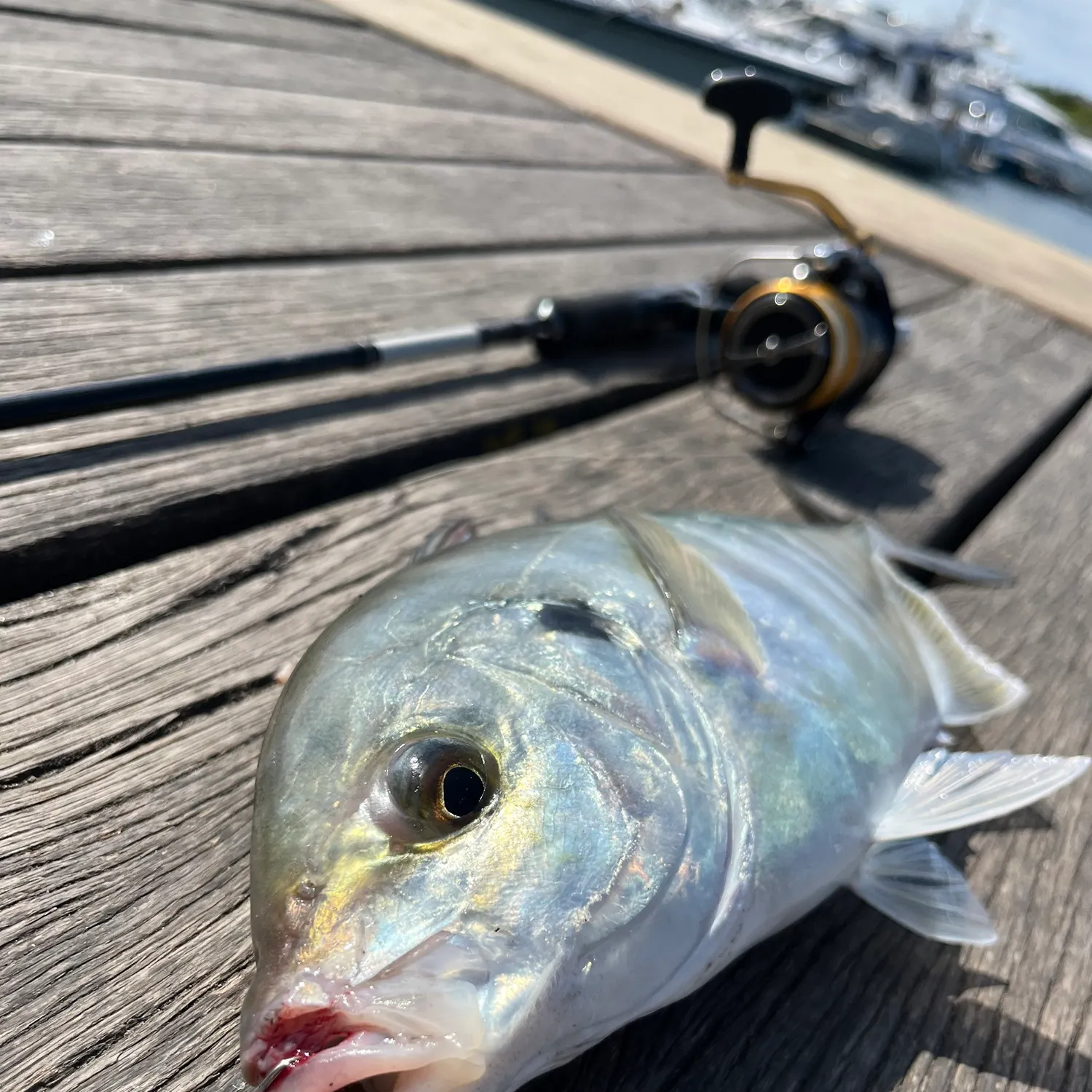 The most recent White trevally catches on Fishbrain