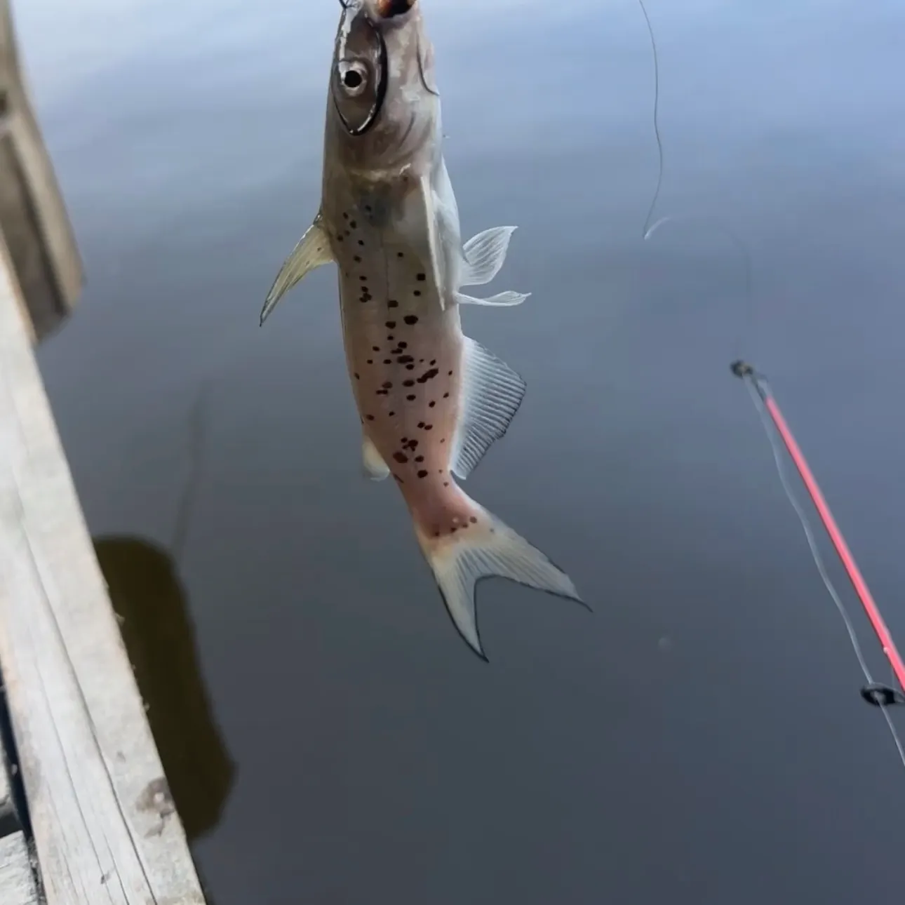 Channel catfish caught on Fishbrain
