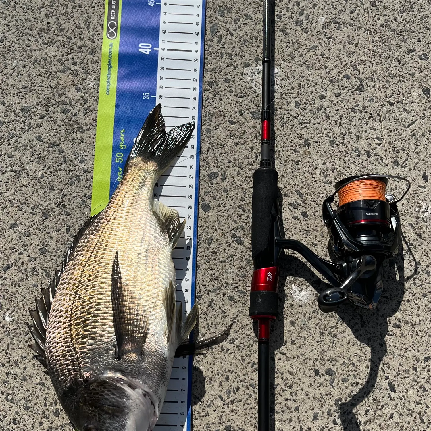 recently logged catches