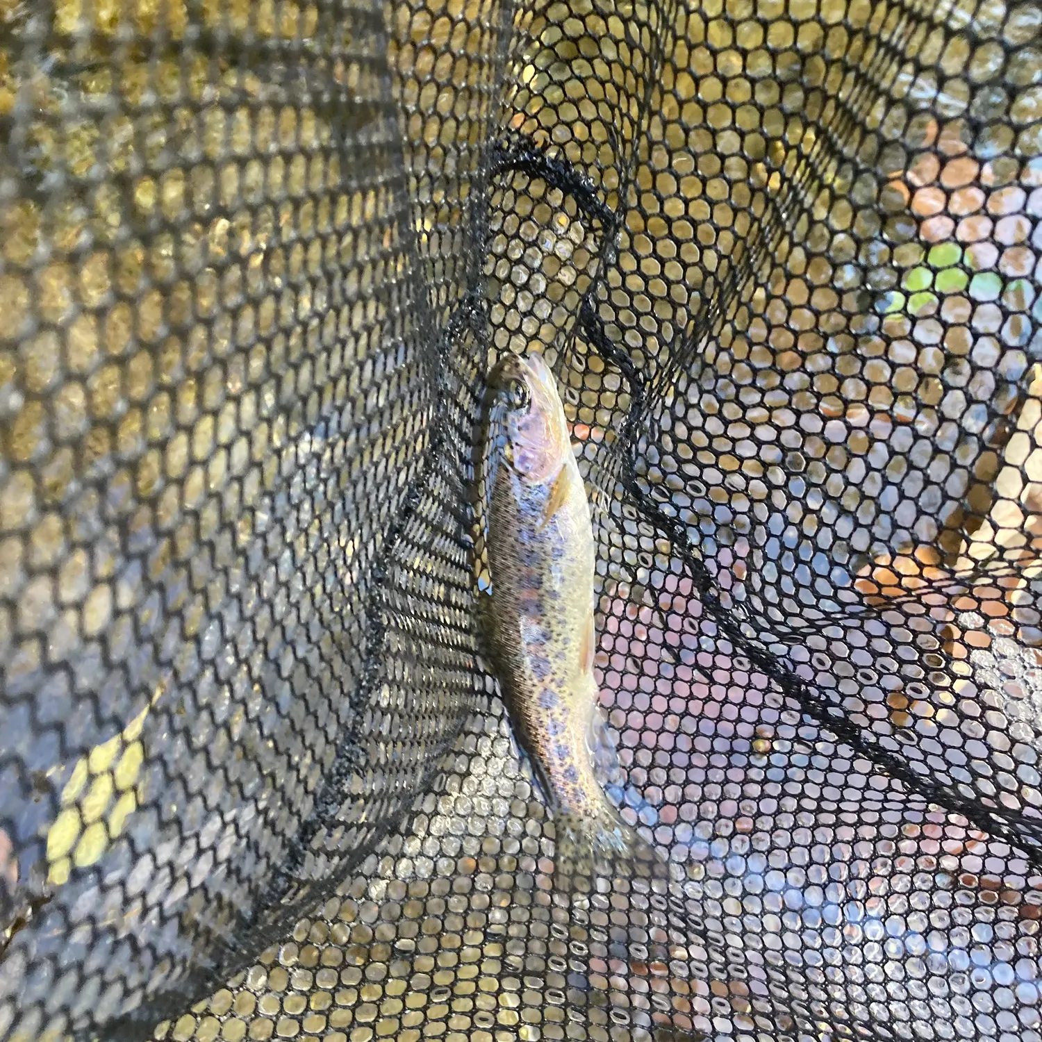 The most recent Coastal rainbow trout catches on Fishbrain