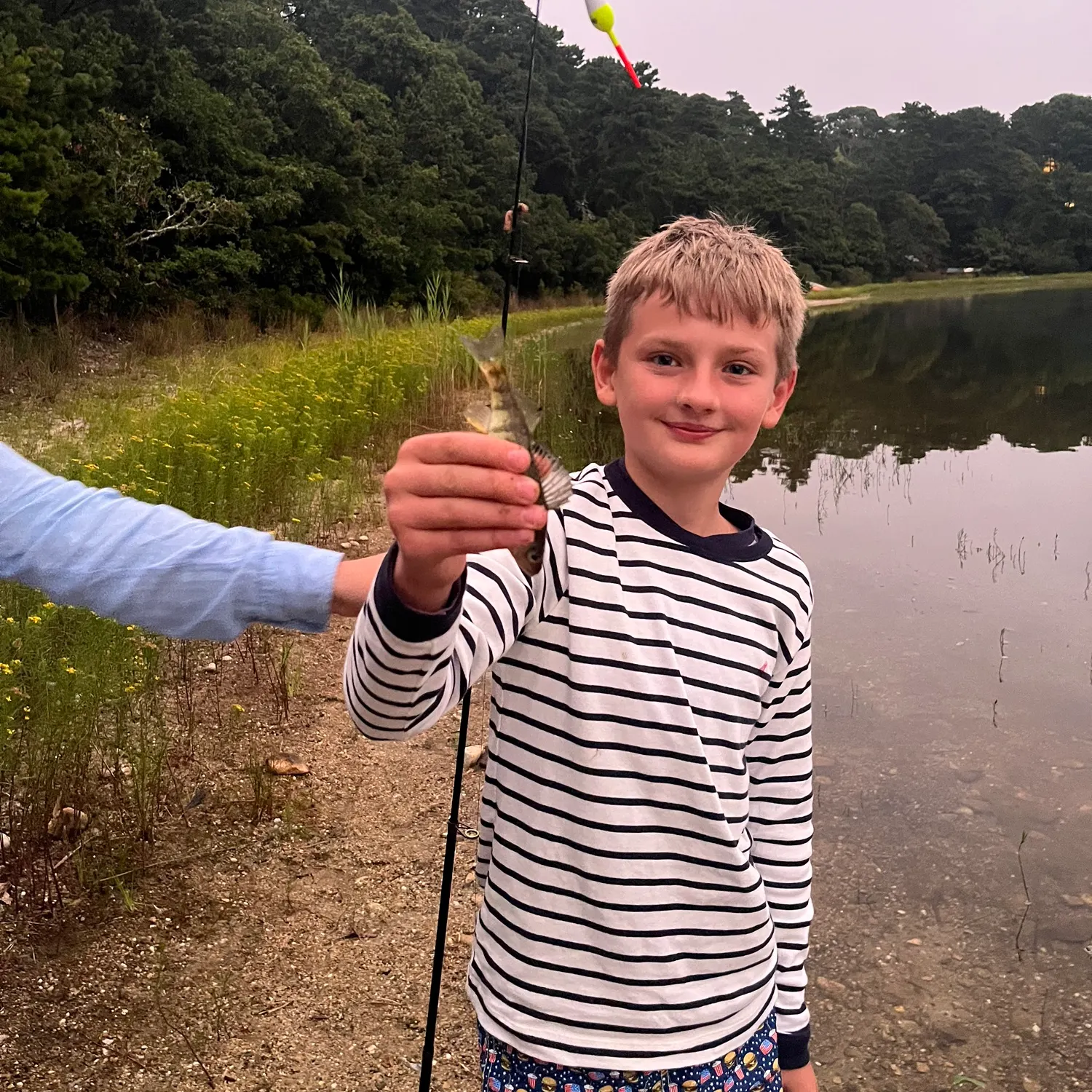 Yellow perch caught on Fishbrain