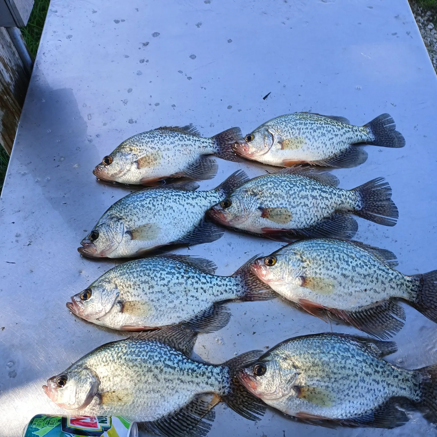 Black crappie caught on Fishbrain