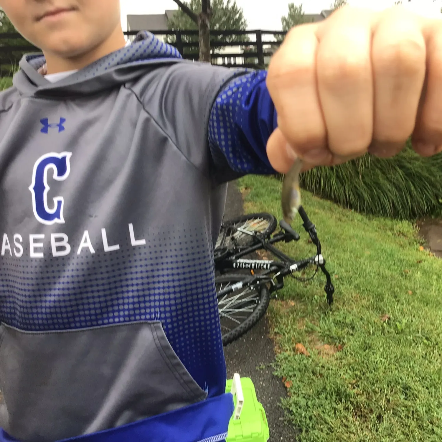Bullhead minnow caught on Fishbrain