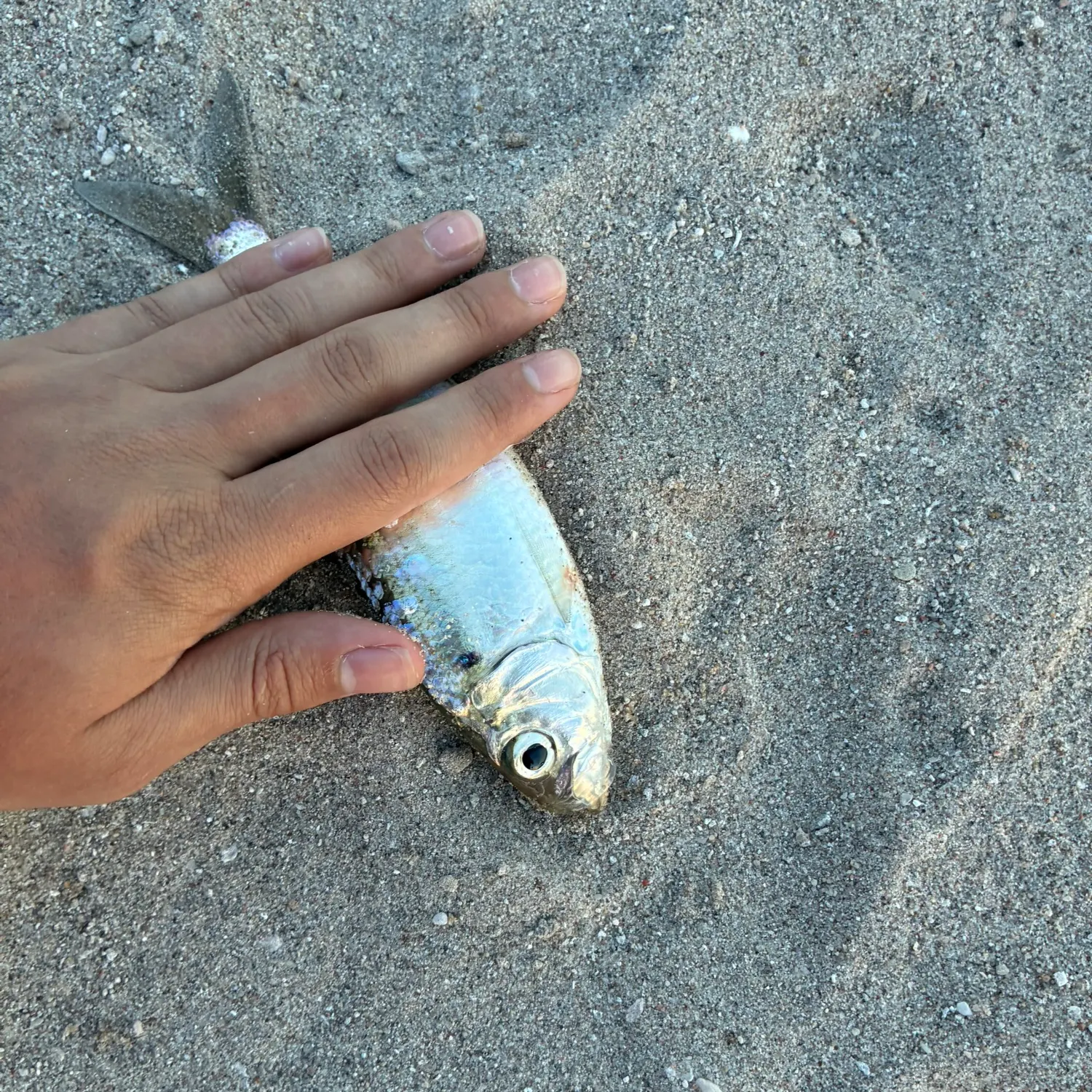 The most recent Allis shad catches on Fishbrain