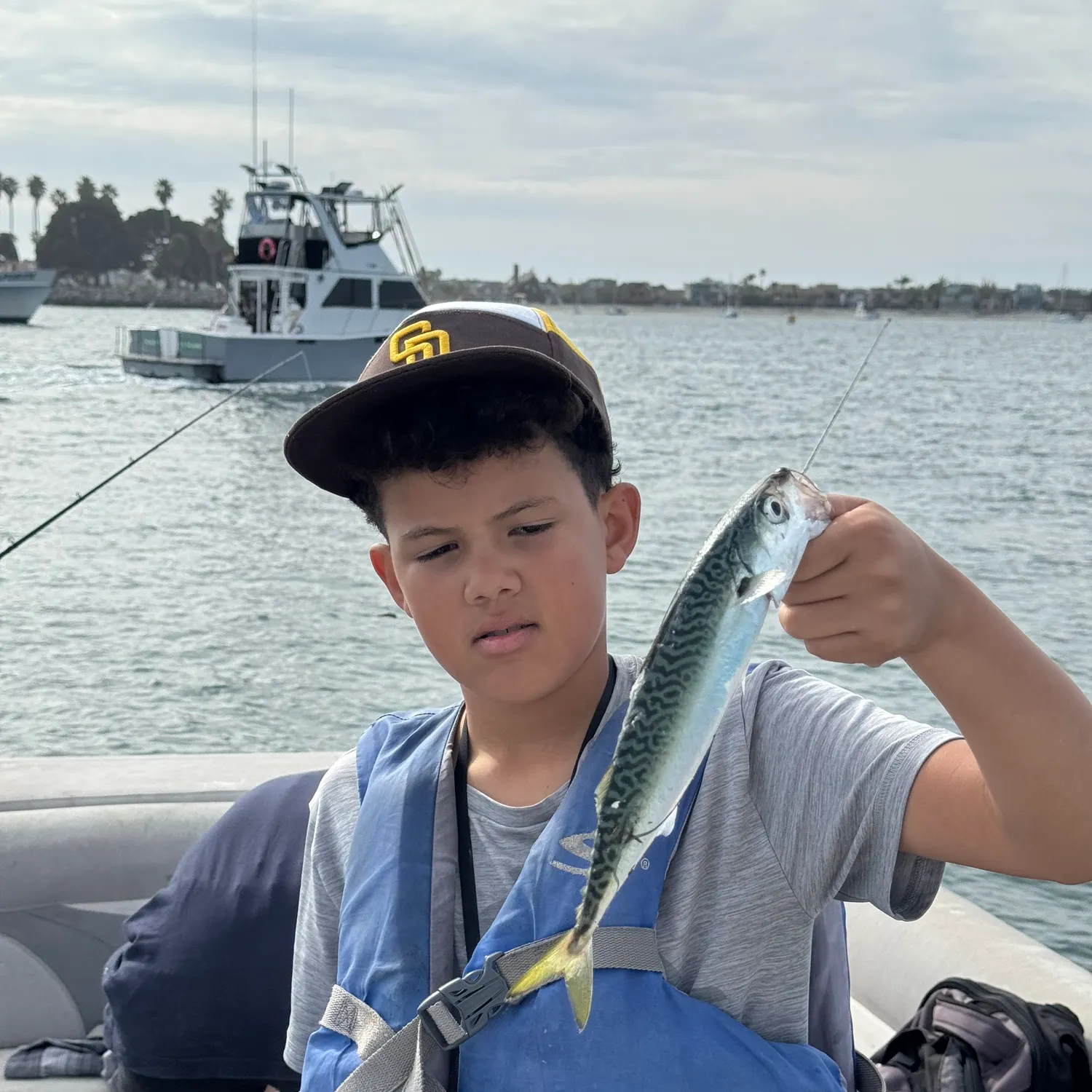 The most recent Pacific chub mackerel catches on Fishbrain