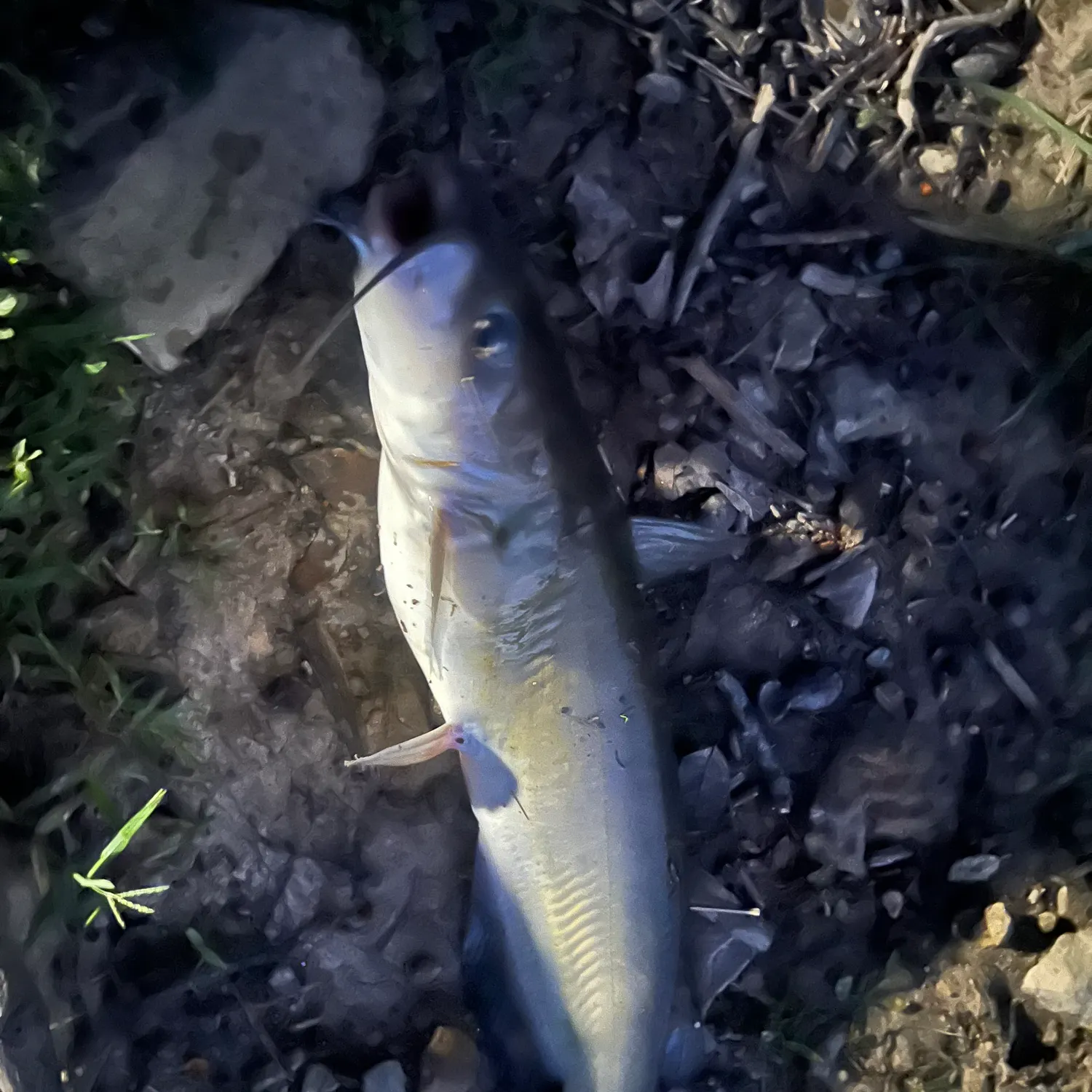 Fish caught on Fishbrain