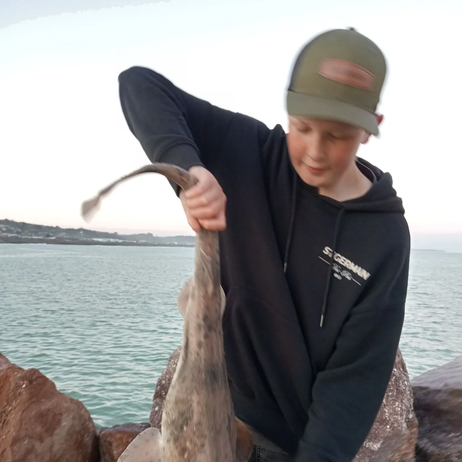 Draughtsboard shark caught on Fishbrain