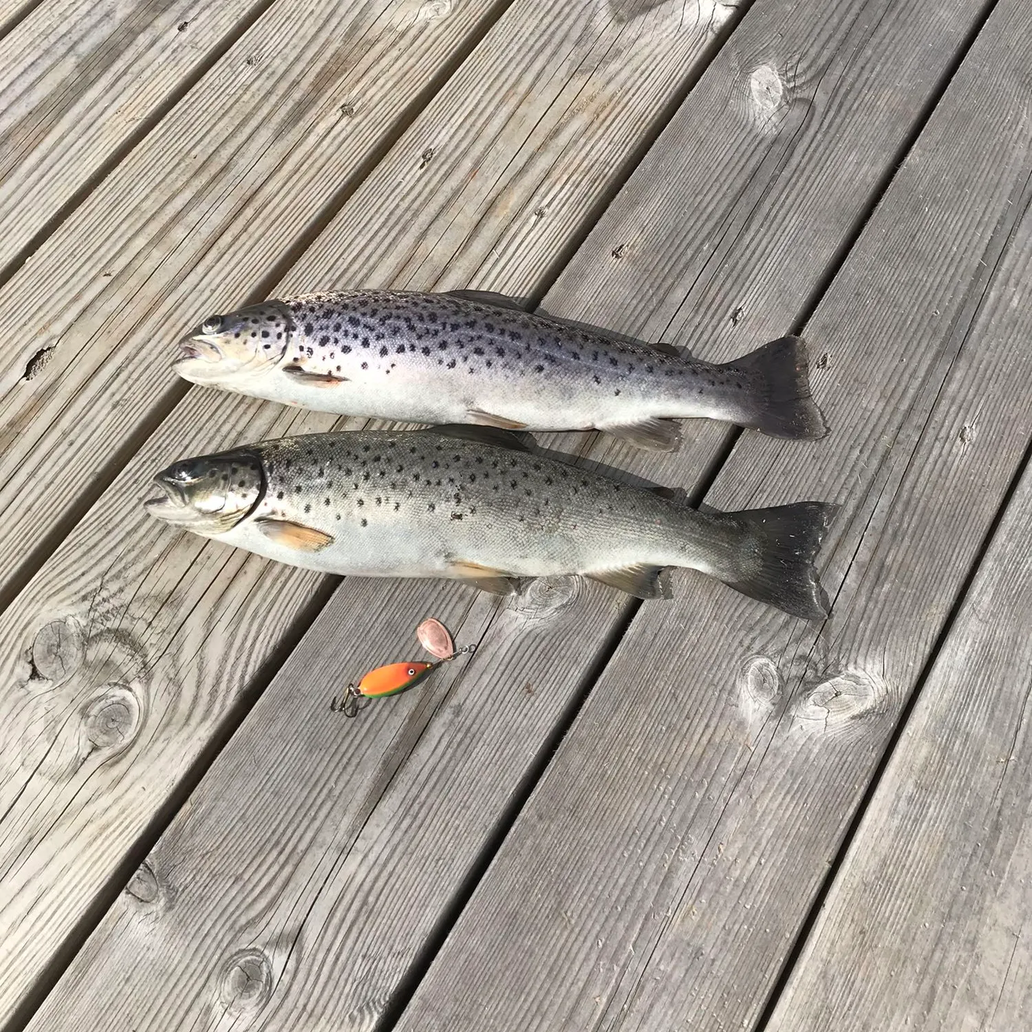 recently logged catches