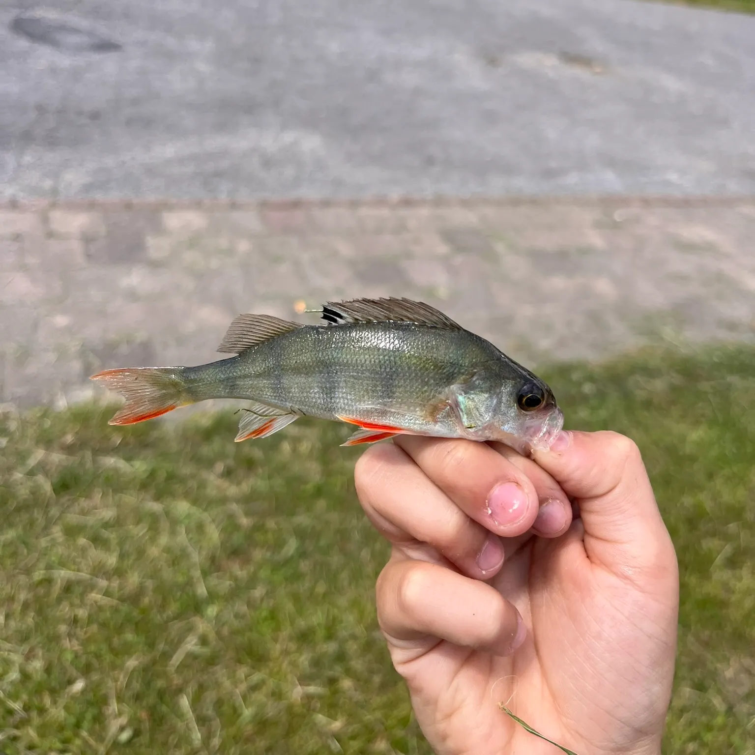 The most recent European perch catches on Fishbrain