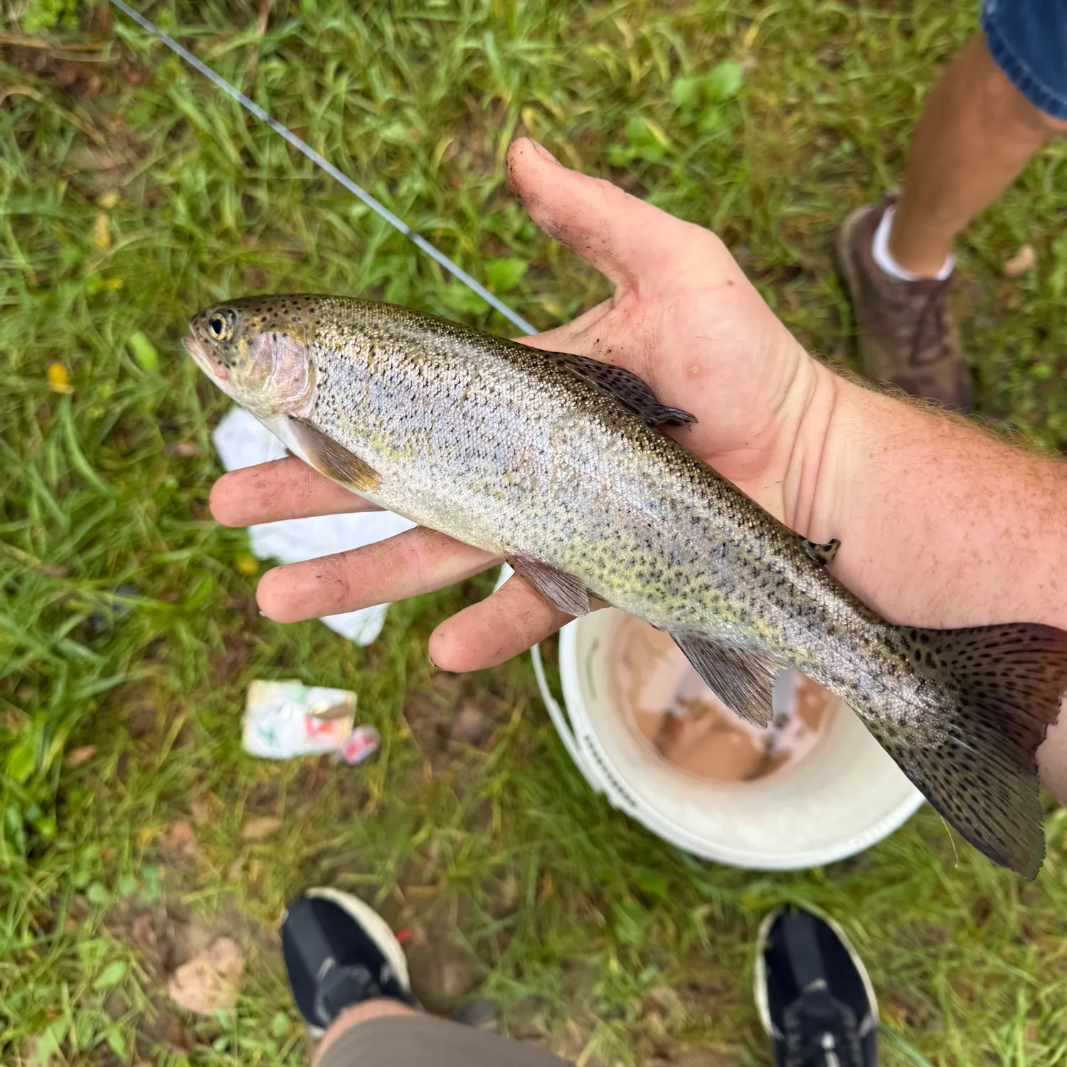 Rainbow trout caught on Fishbrain