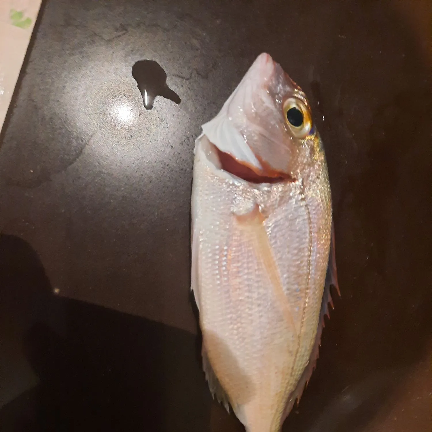 The most recent Common pandora catches on Fishbrain