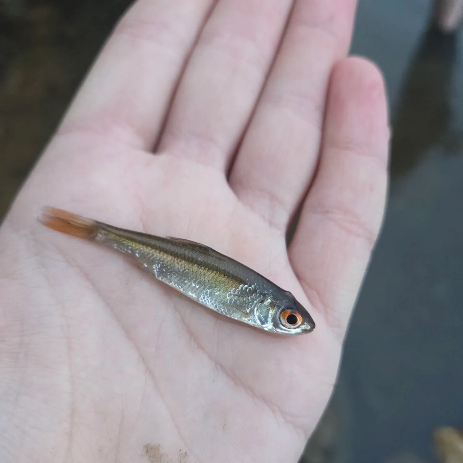 The most recent Eurasian minnow catches on Fishbrain