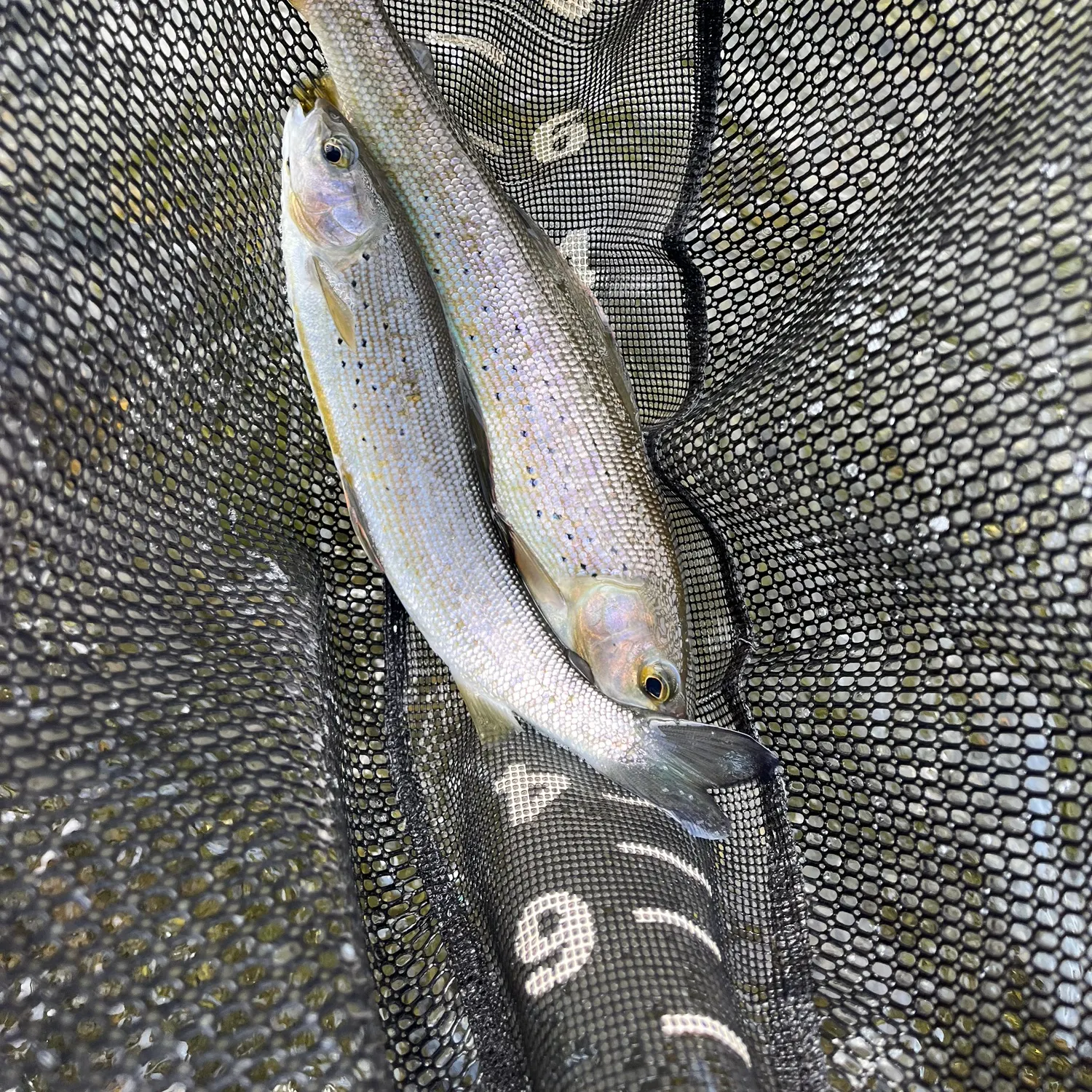Arctic grayling caught on Fishbrain