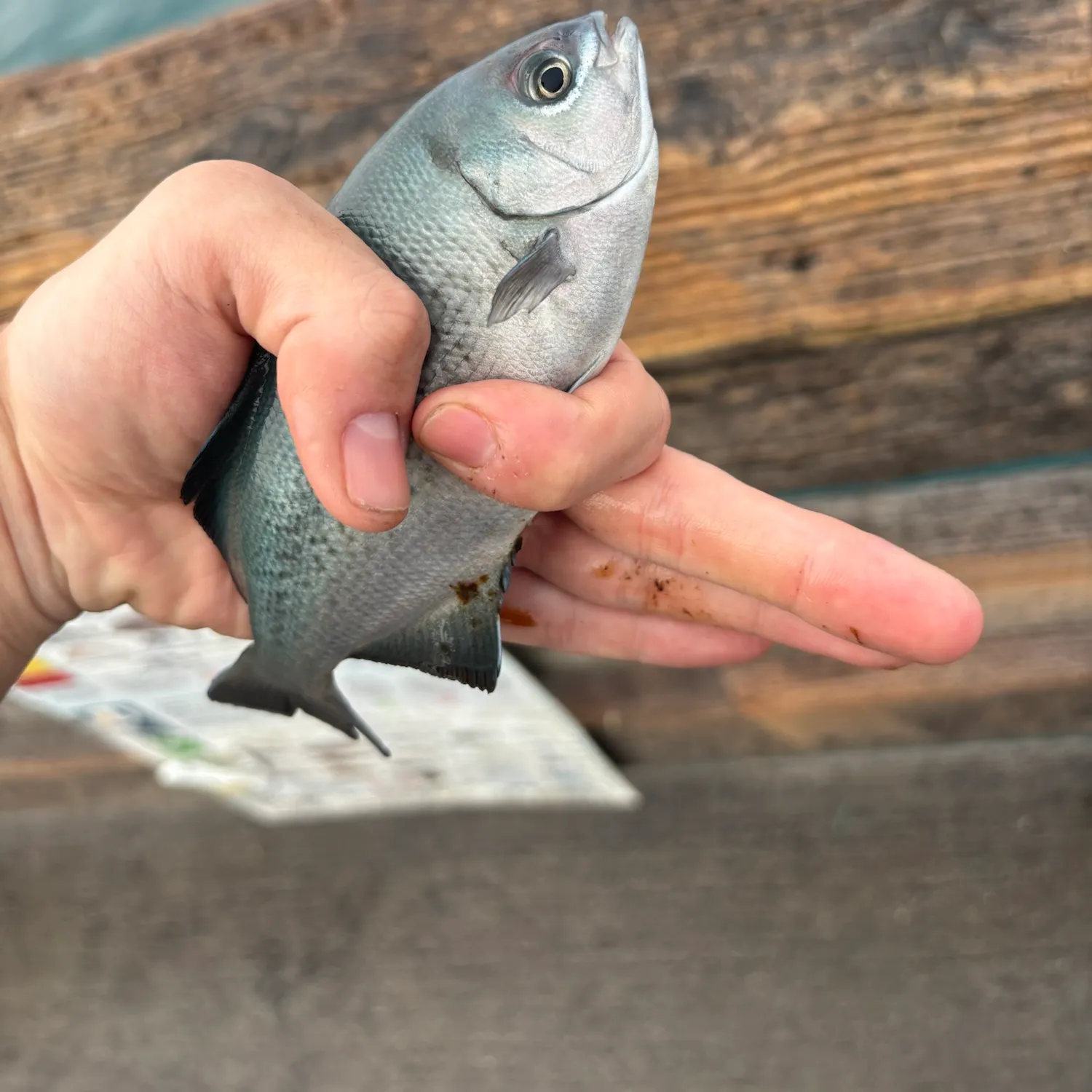 Halfmoon caught on Fishbrain