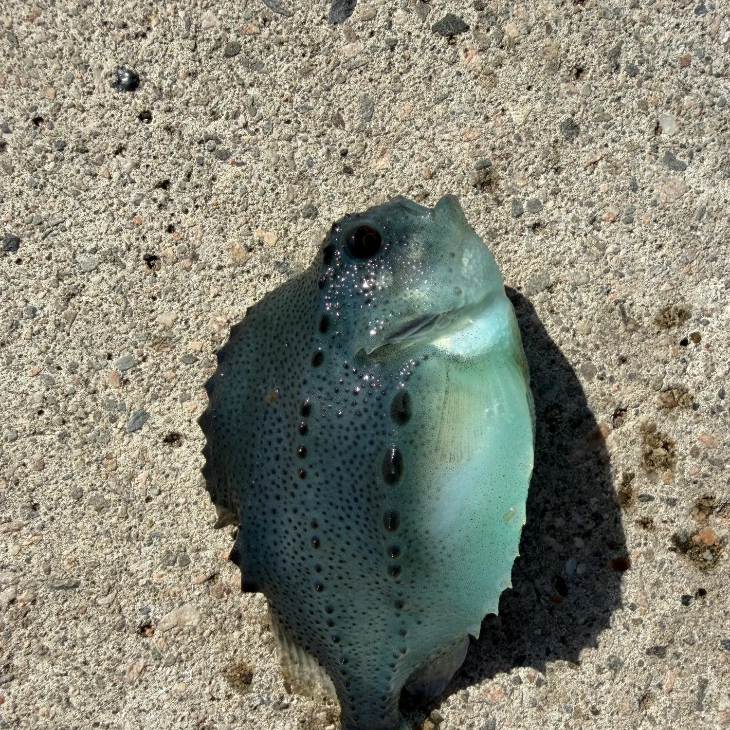The most recent Lumpsucker catches on Fishbrain