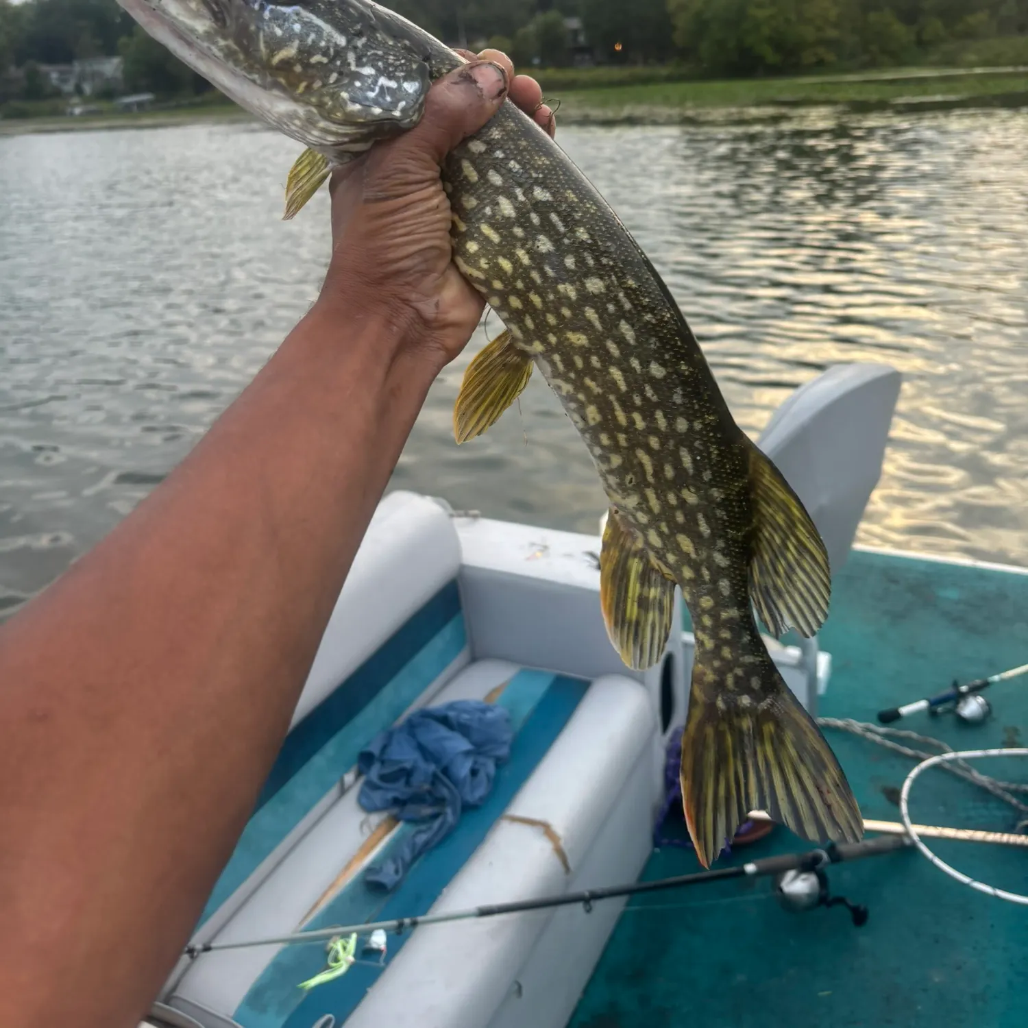 Northern pike caught on Fishbrain