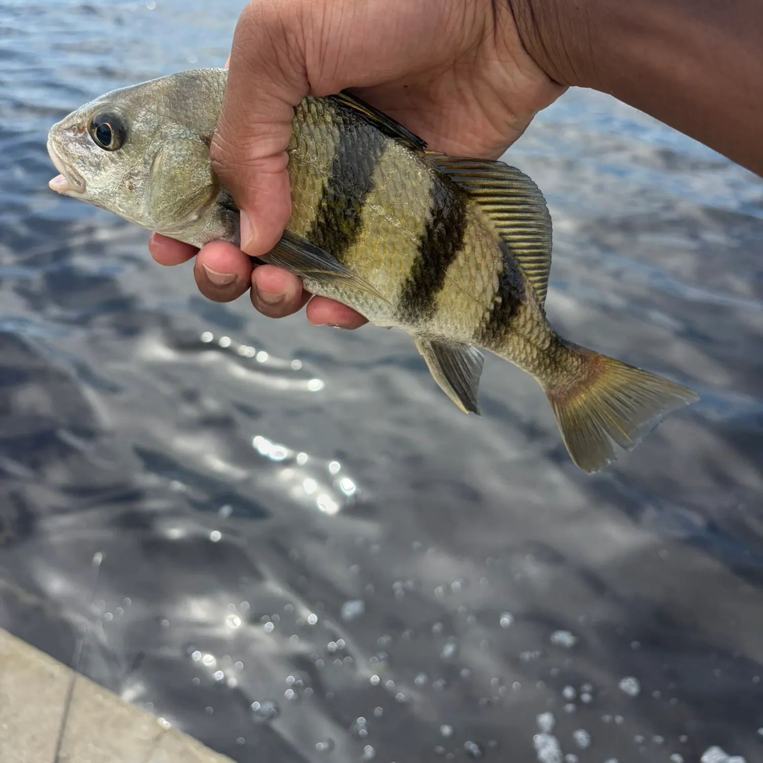 Black drum caught on Fishbrain