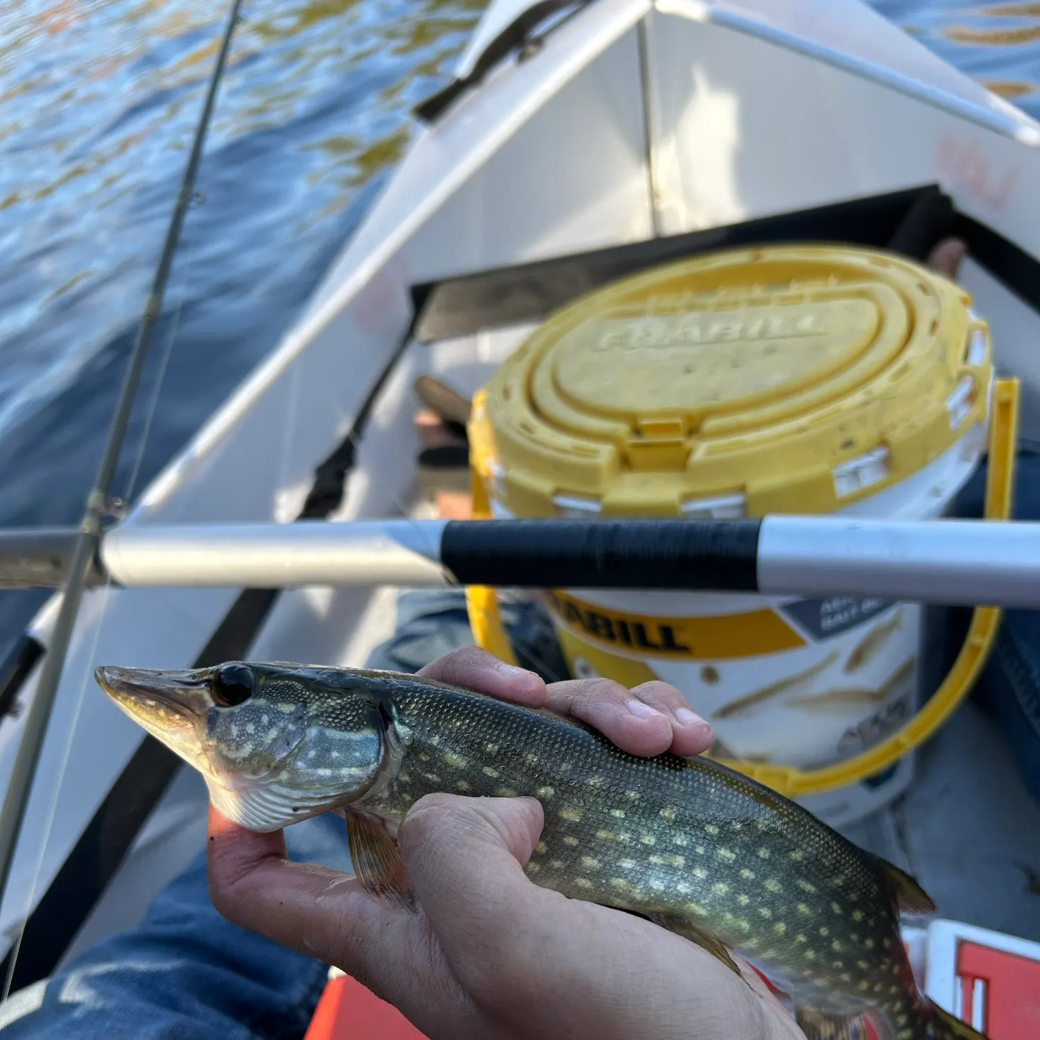 Northern pike caught on Fishbrain