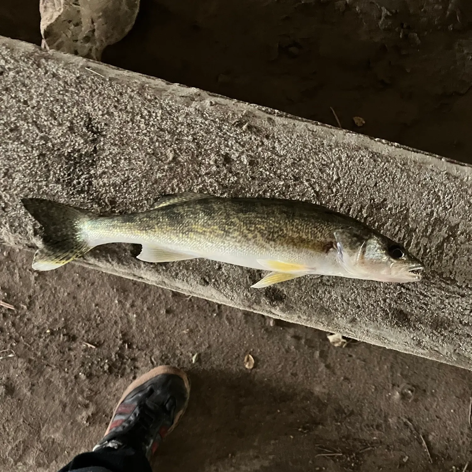 Walleye caught on Fishbrain
