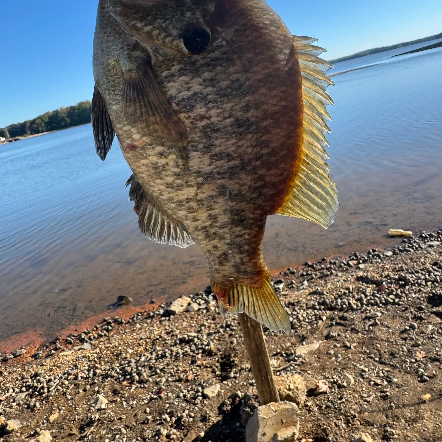 The most recent Redear sunfish catches on Fishbrain
