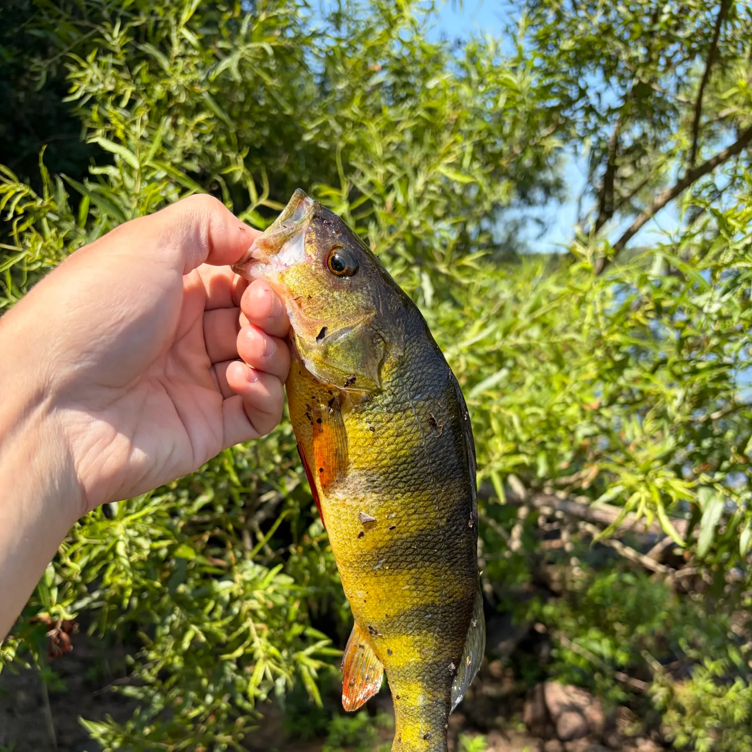 catch