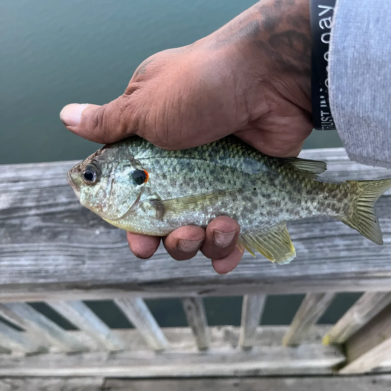 Redear sunfish caught on Fishbrain