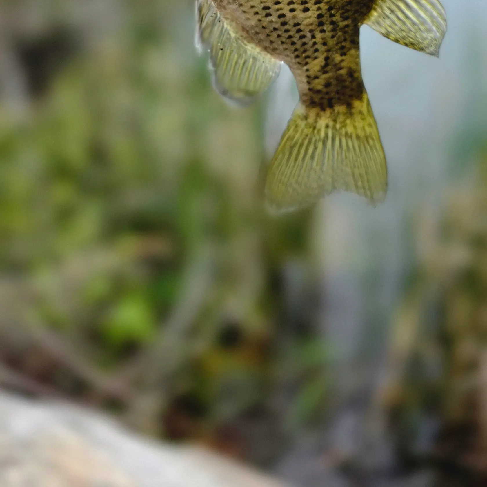 Rock bass caught on Fishbrain