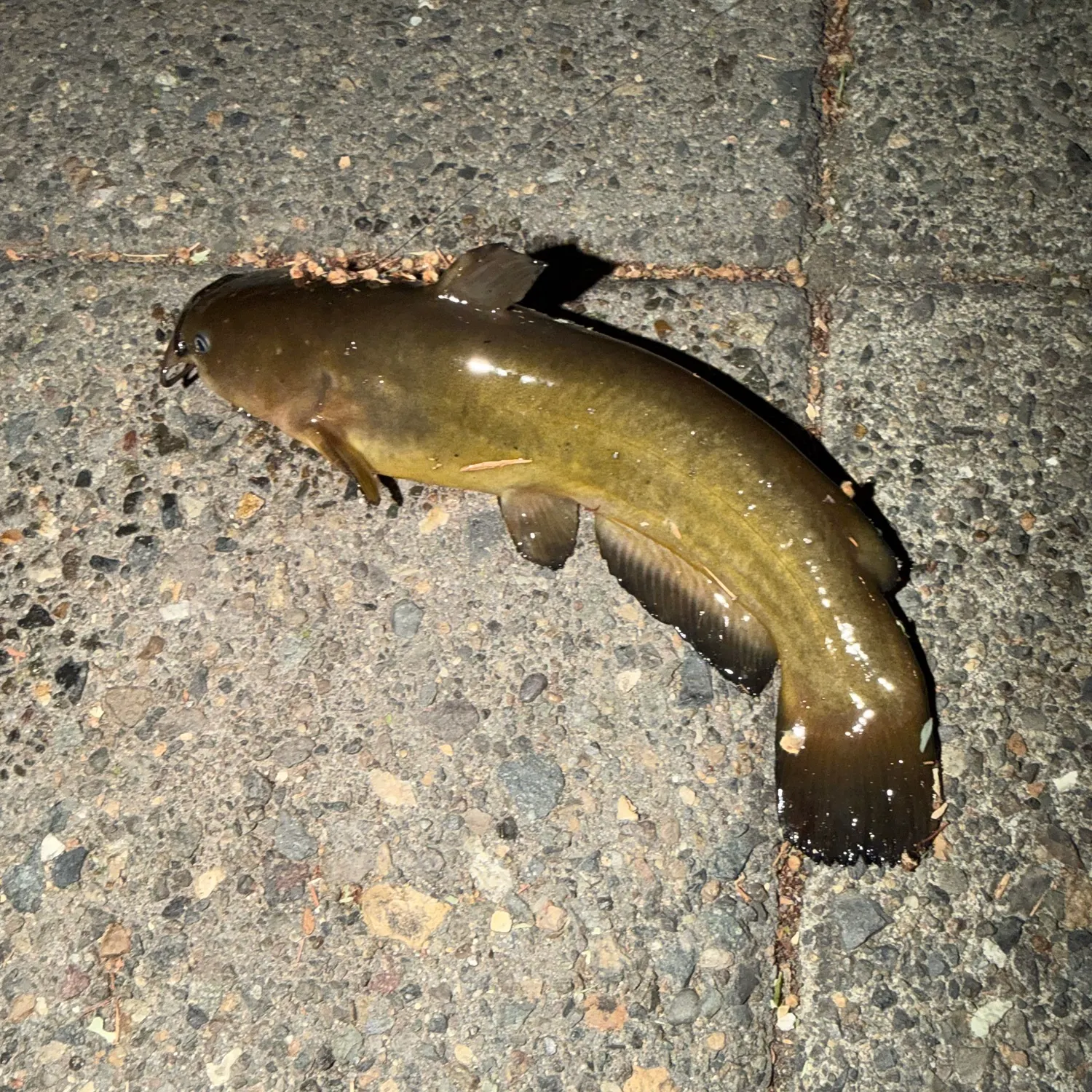 Yellow bullhead caught on Fishbrain