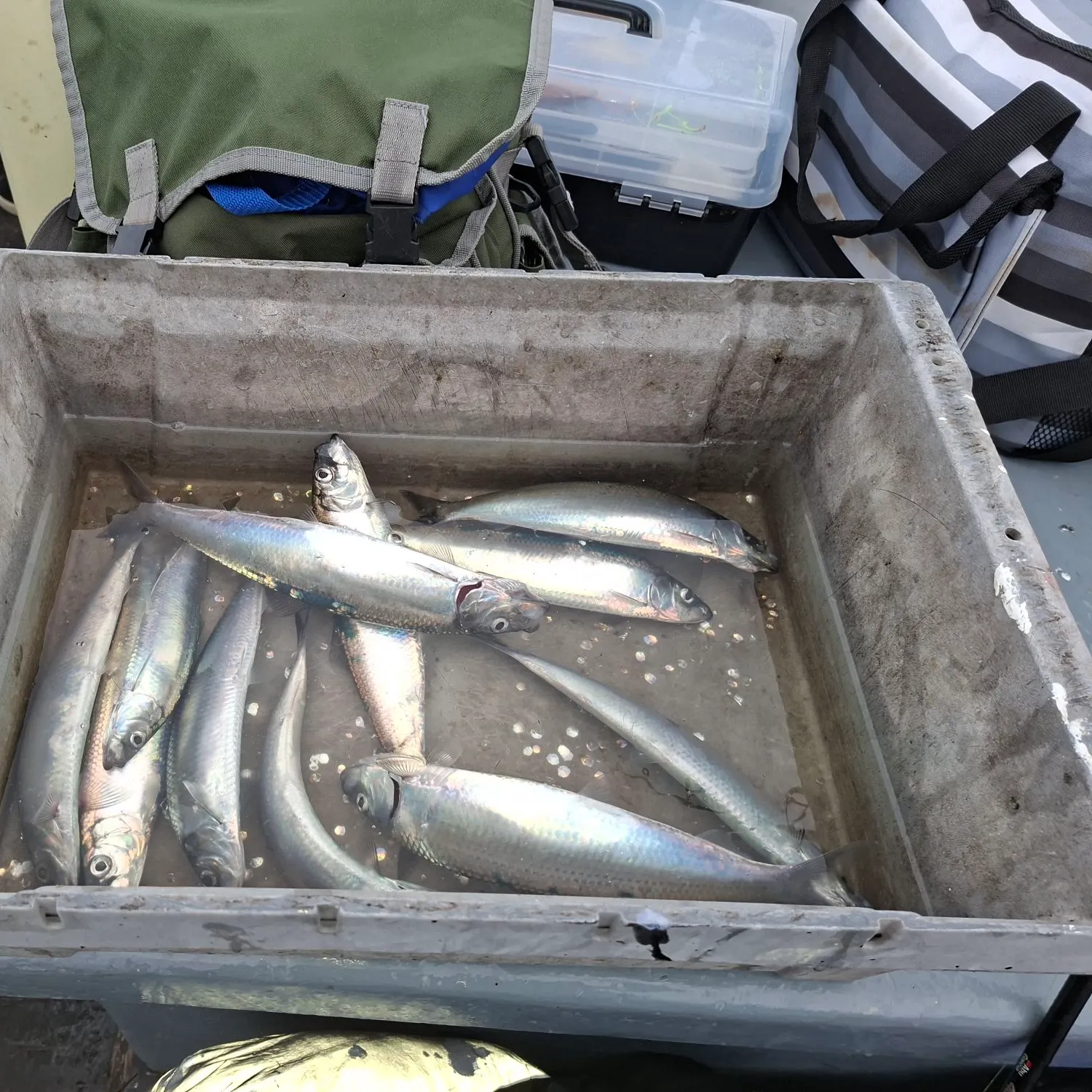 Atlantic herring caught on Fishbrain