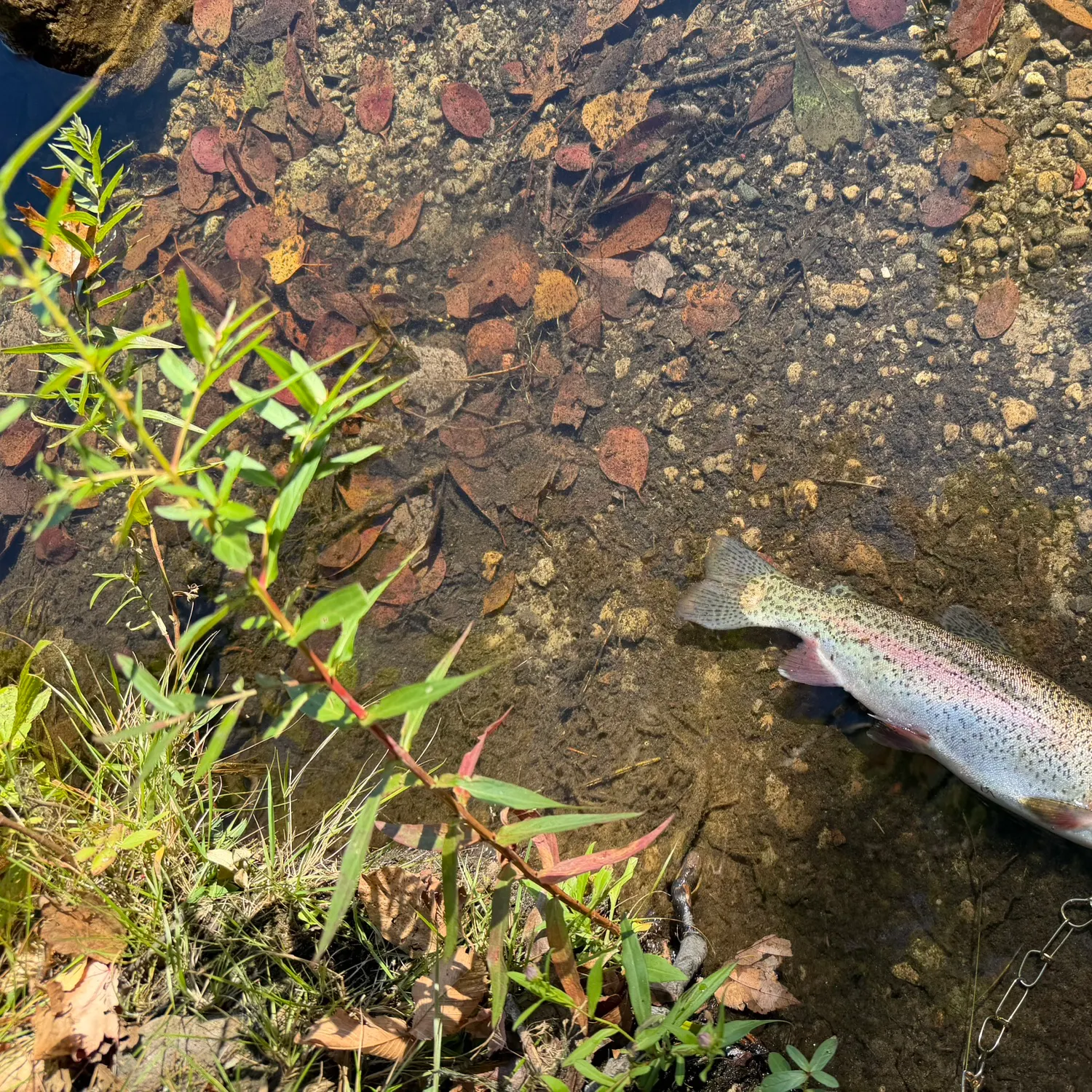 Rainbow trout caught on Fishbrain