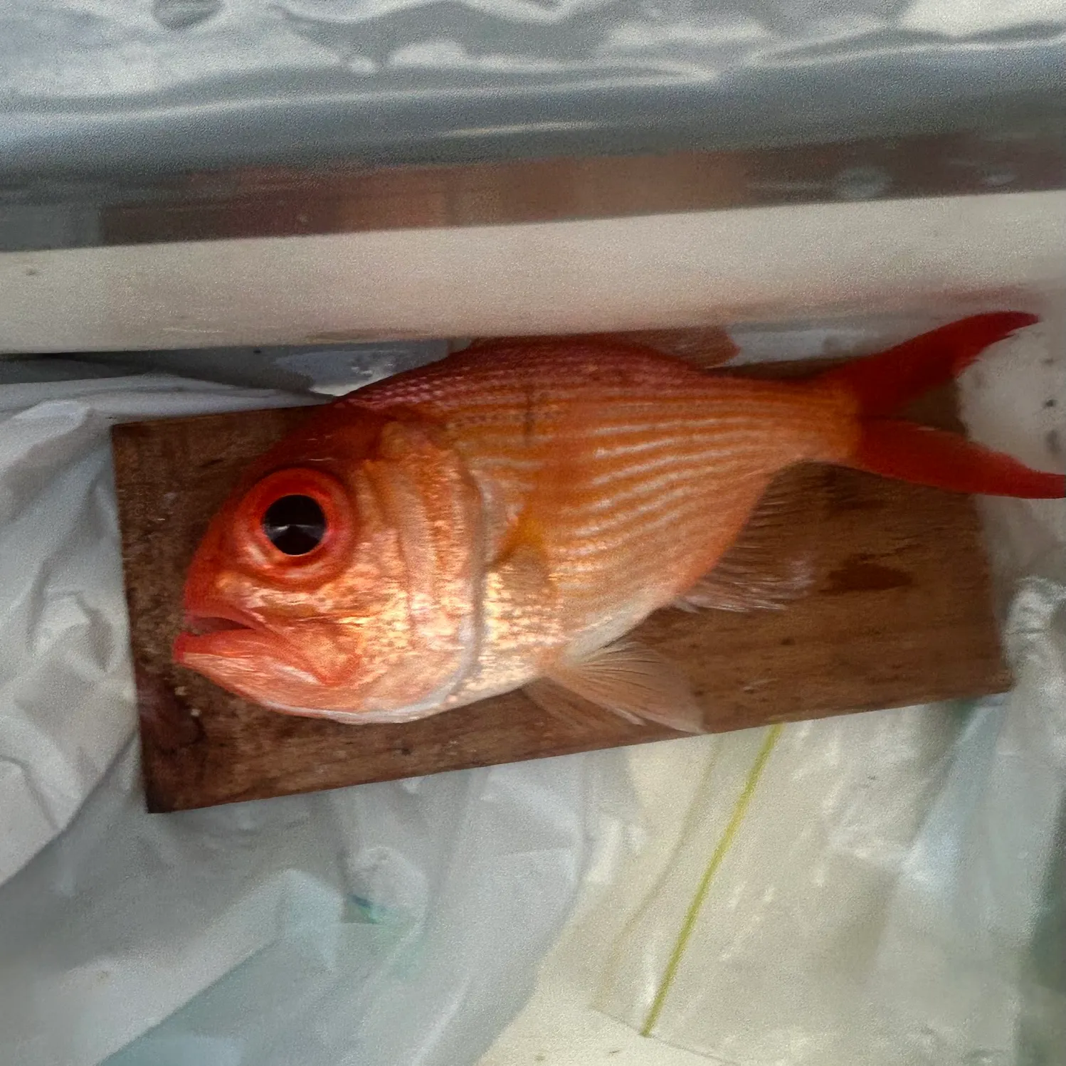 The most recent Eastern nannygai catches on Fishbrain