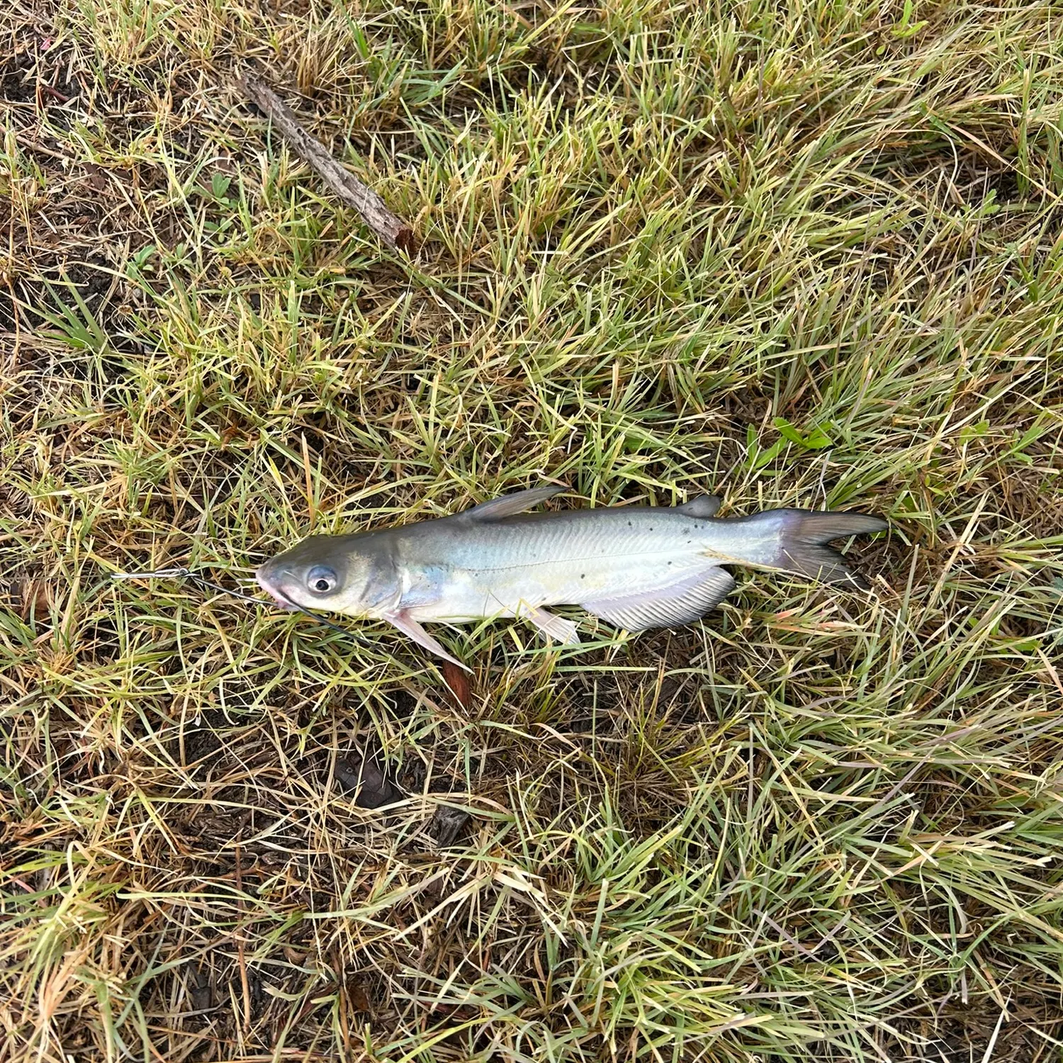 Channel catfish caught on Fishbrain