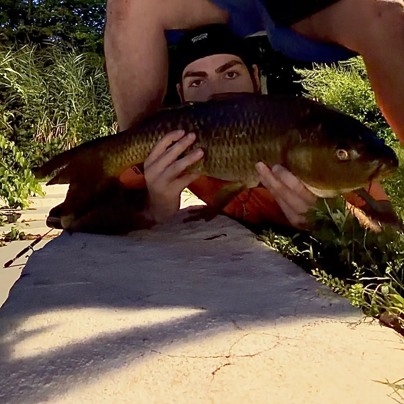 Common carp caught on Fishbrain