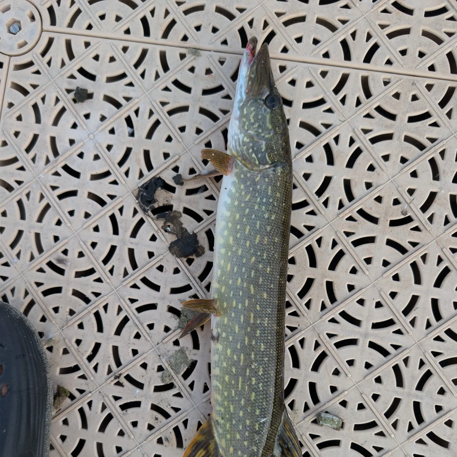 Northern pike caught on Fishbrain