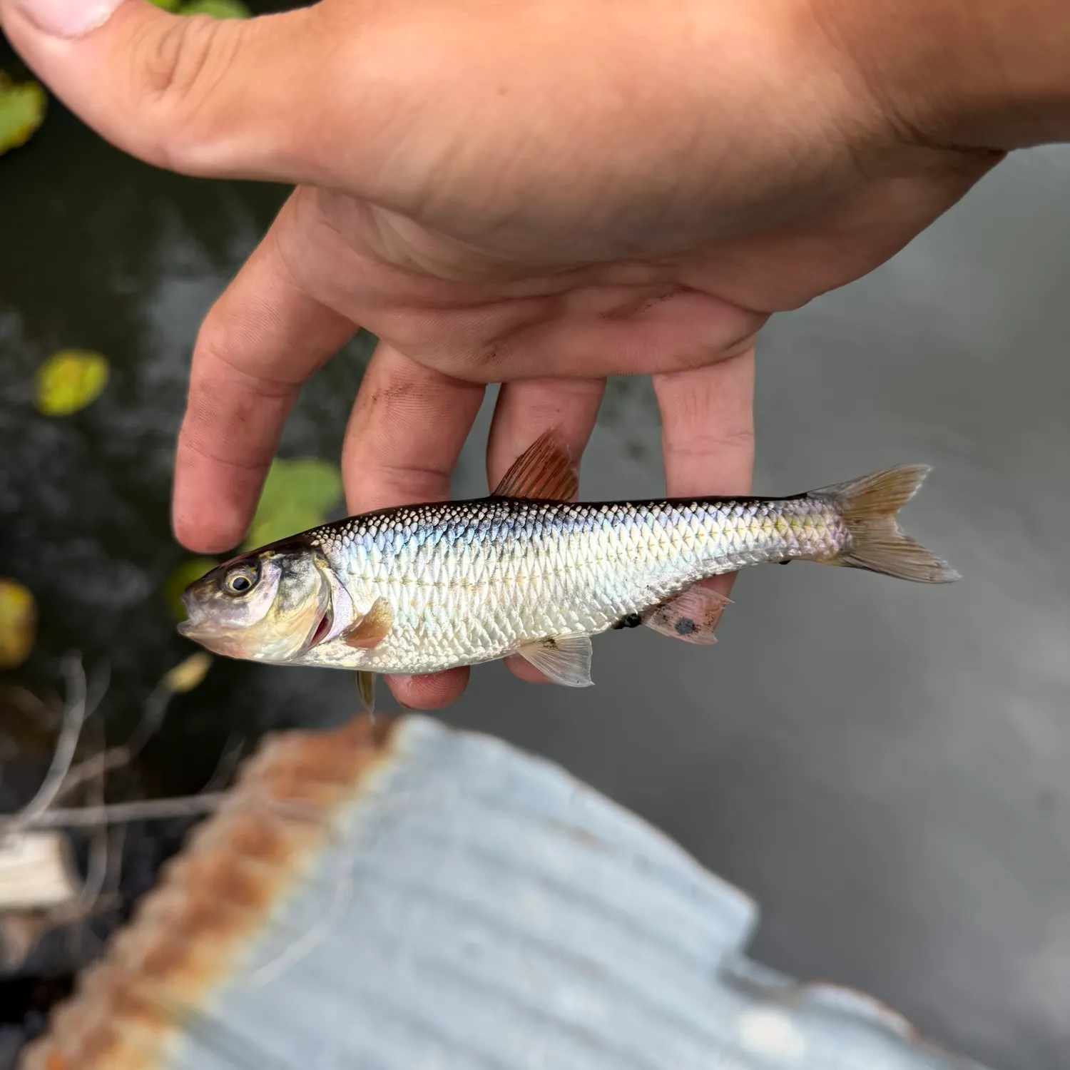 The most recent Striped shiner catches on Fishbrain
