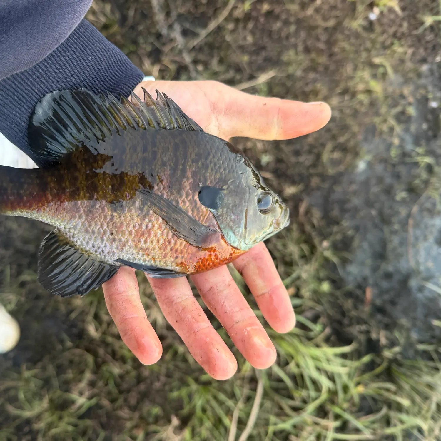 Bluegill caught on Fishbrain