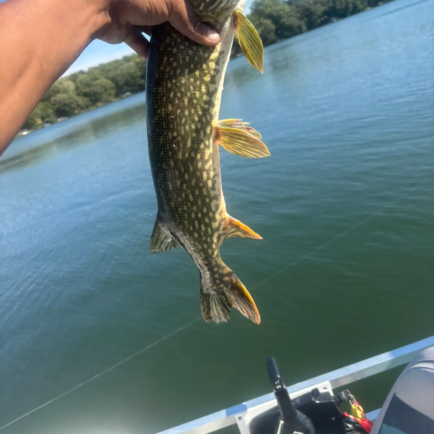 Northern pike caught on Fishbrain