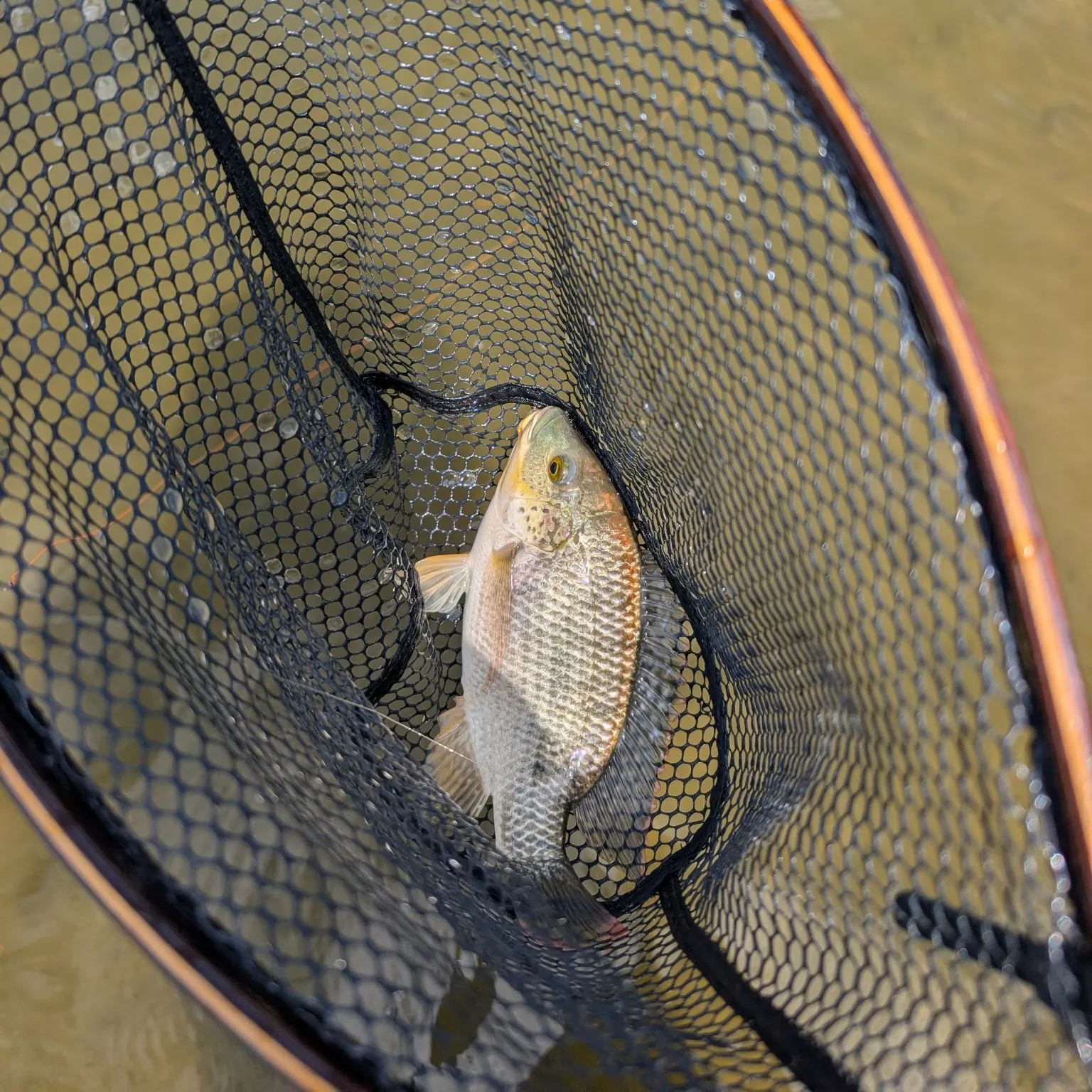 The most recent Mozambique tilapia catches on Fishbrain