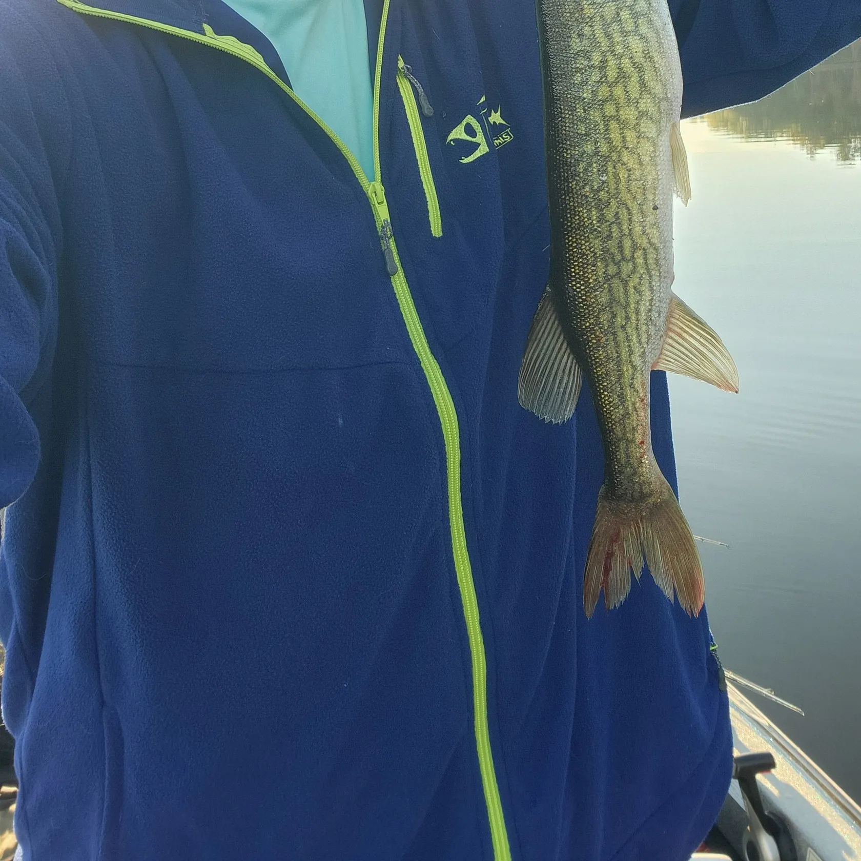 Chain pickerel caught on Fishbrain