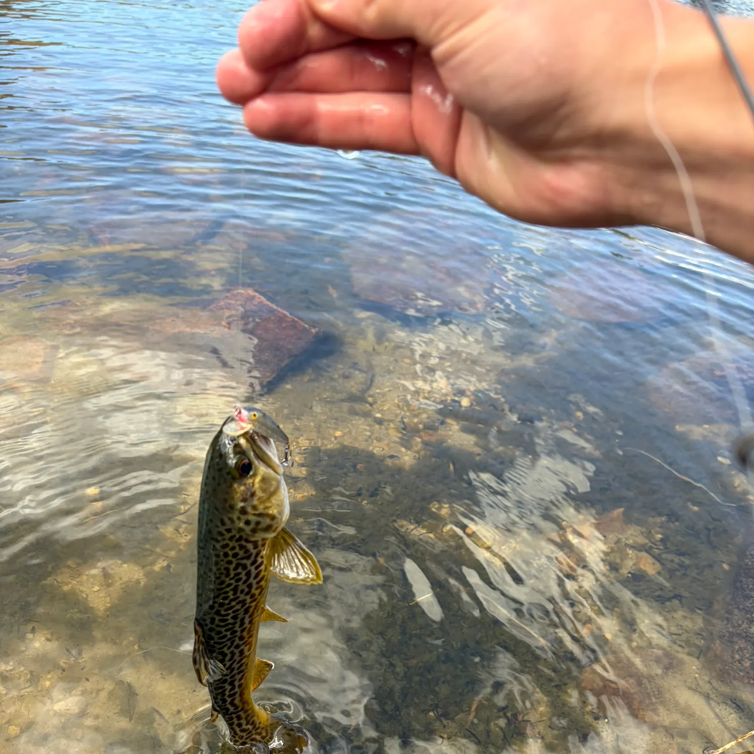 Tiger trout caught on Fishbrain