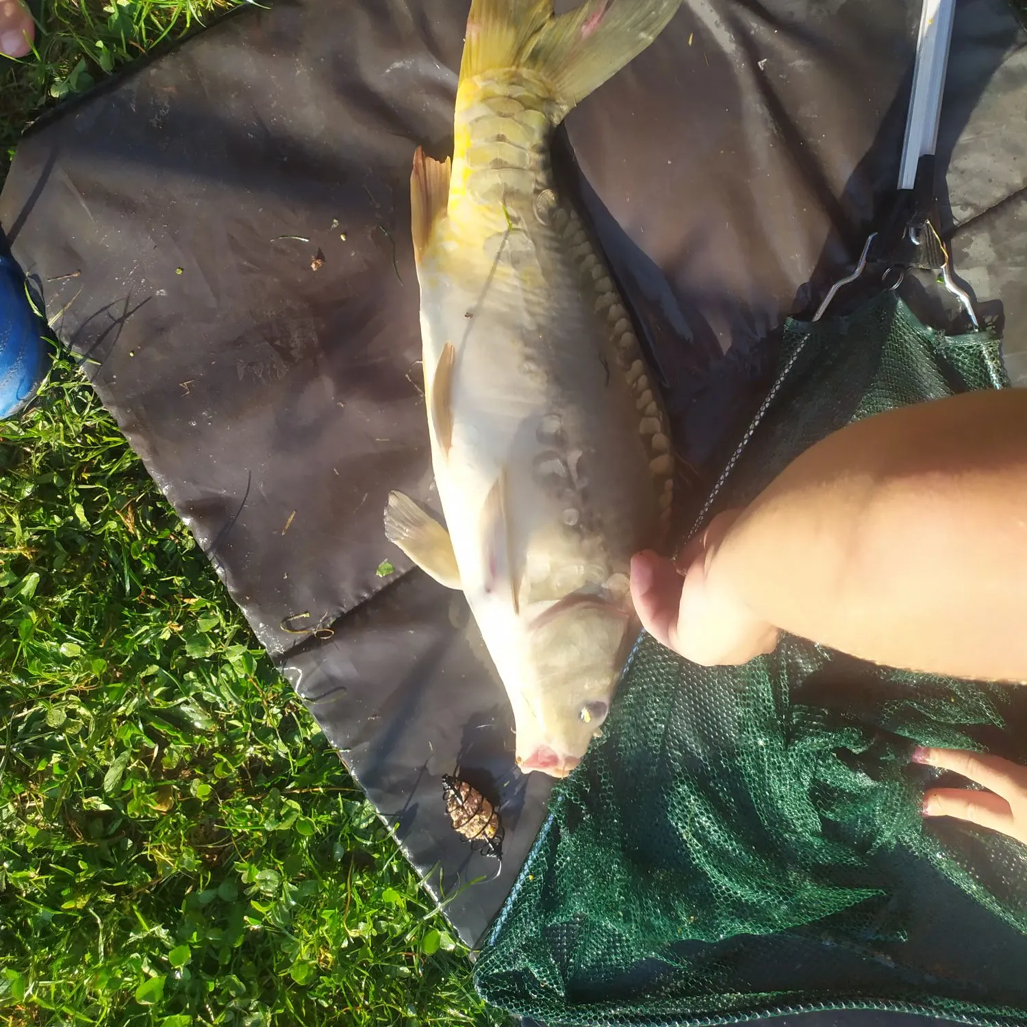 The most recent Mirror carp catches on Fishbrain
